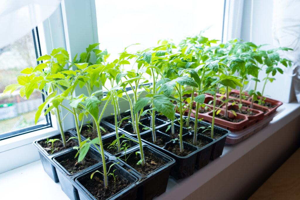 Young tomato seedlings in pots near a window