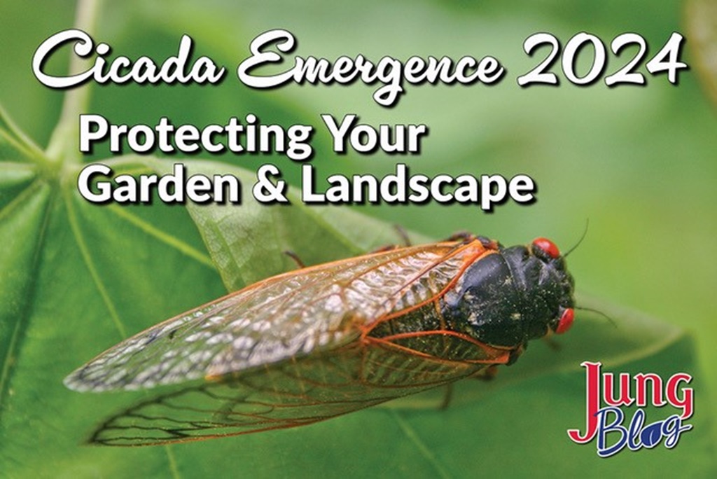Cicada Emergence 2024: Protecting Your Garden & Landscape