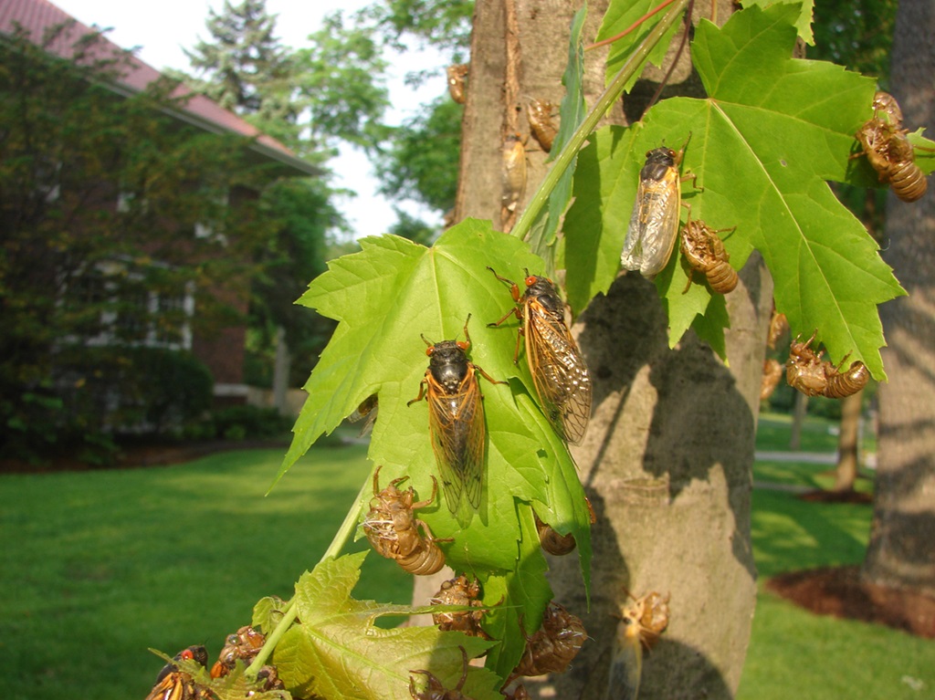 Cicada's the 17 year locusts