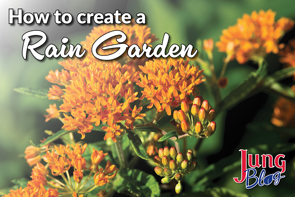 Create a Rain Garden
