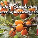Spring Gardening: Managing Invasive Species