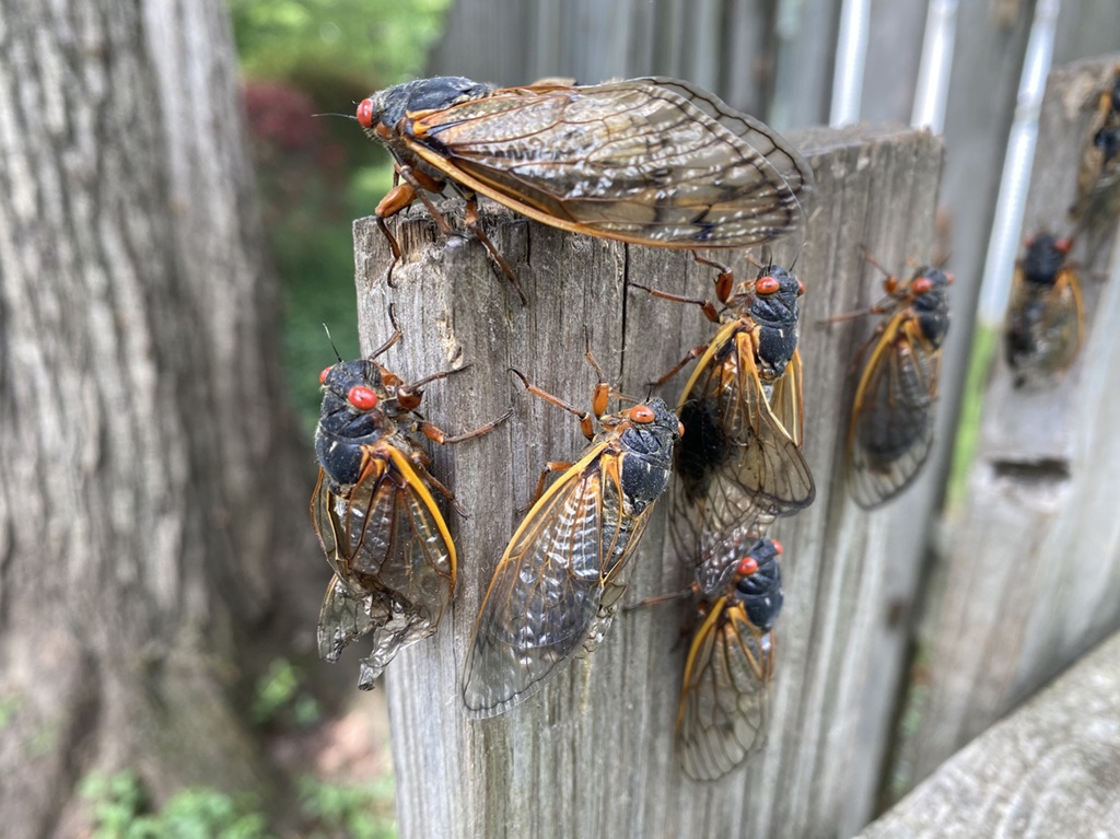 Brood X Cicada swarm on a fence