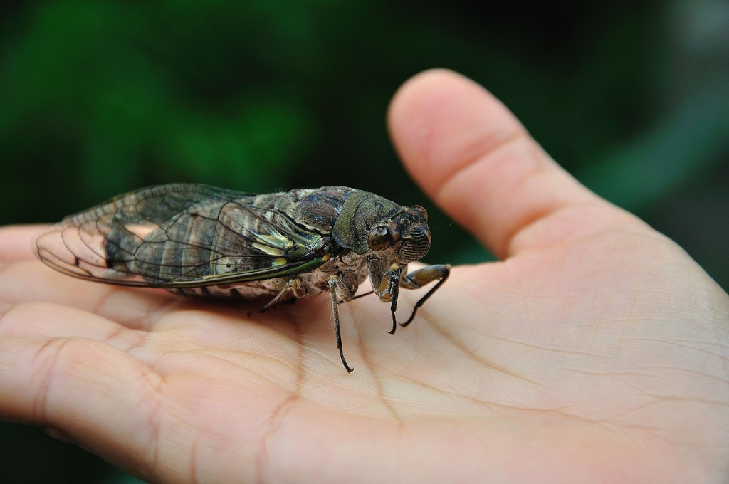 Cicada In Hand