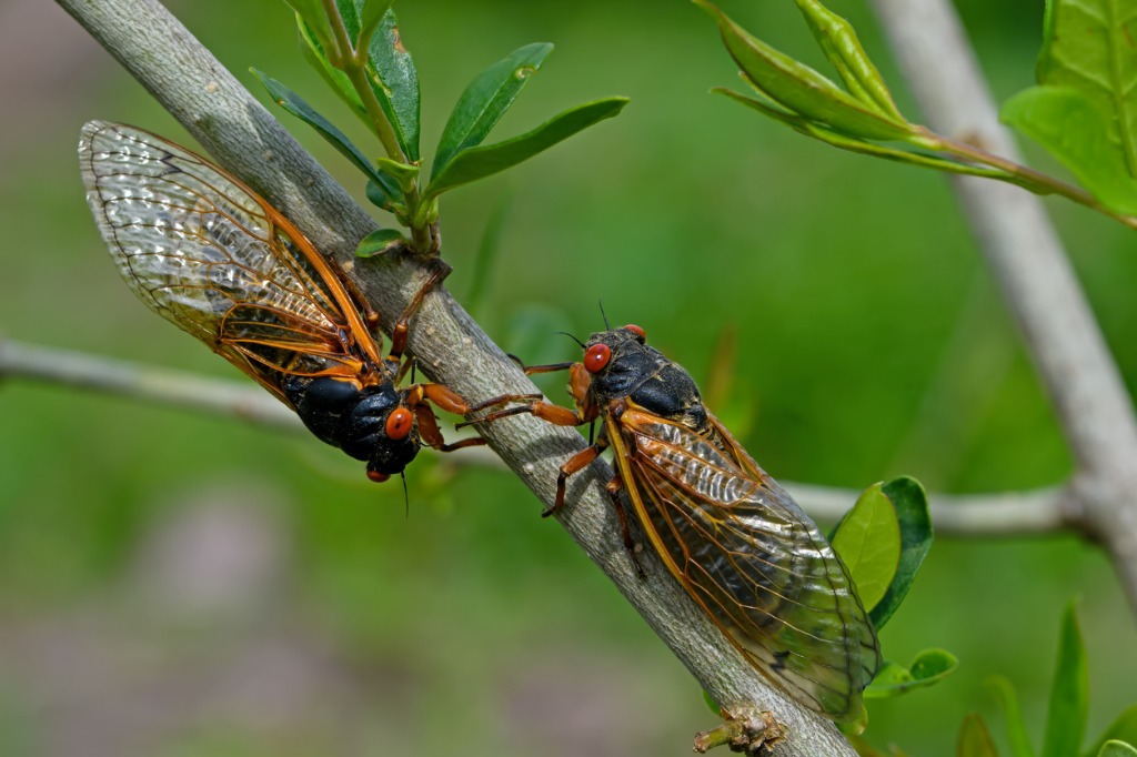 Emerged 17 Year Brood X Periodical Cicadas