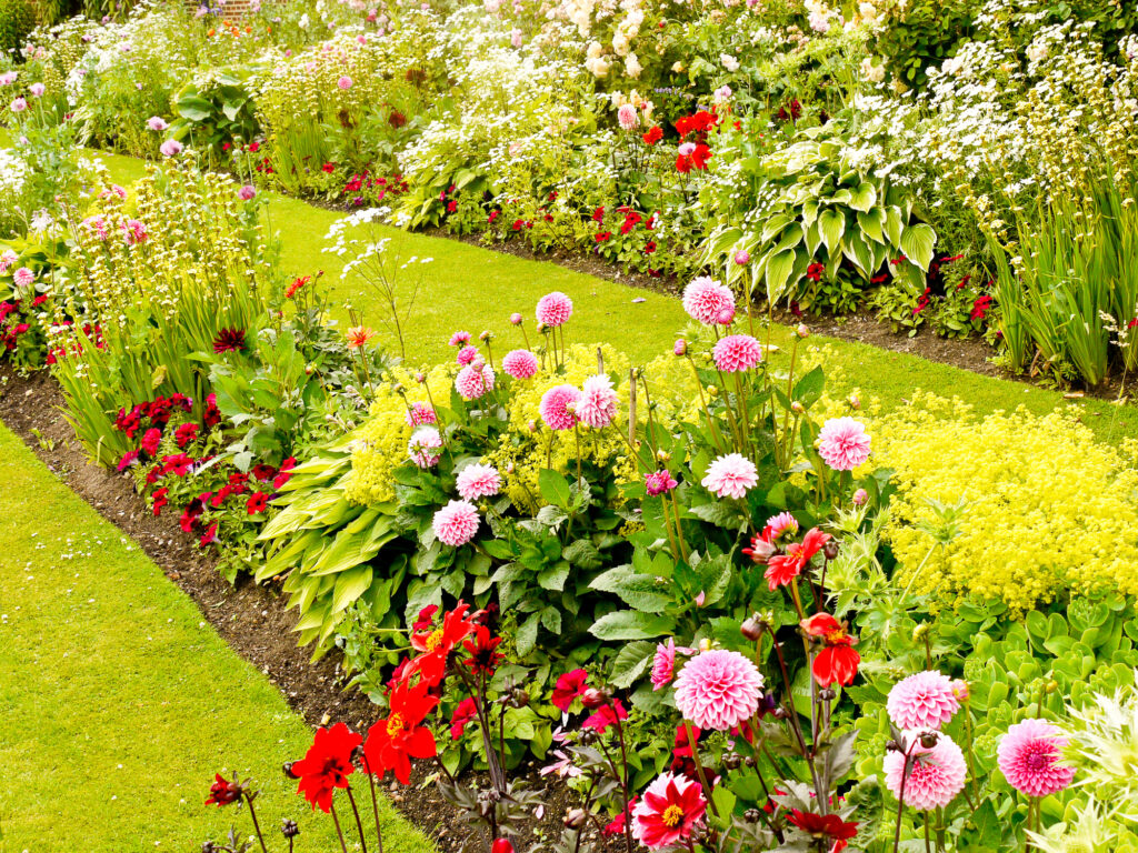 Dahlias in the foreground of the floral ornamental gardens in Chenies Manor House, Buckinghamshire, UK