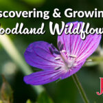 Discovering & Growing Woodland Wildflowers