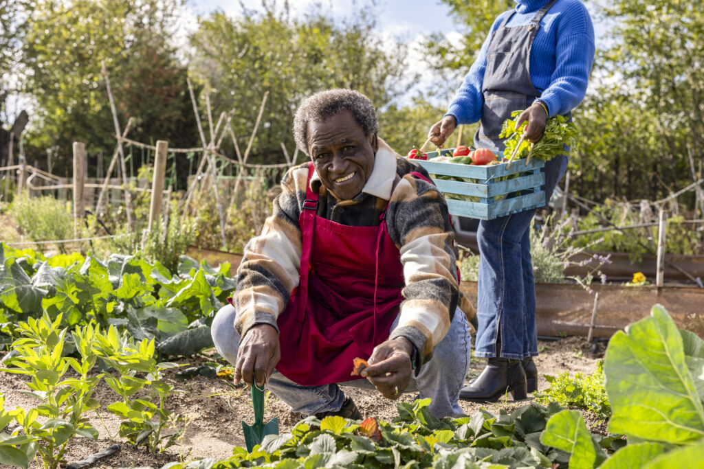 African American senior man small garden farmer planting tomatoes, couple picking organic crops