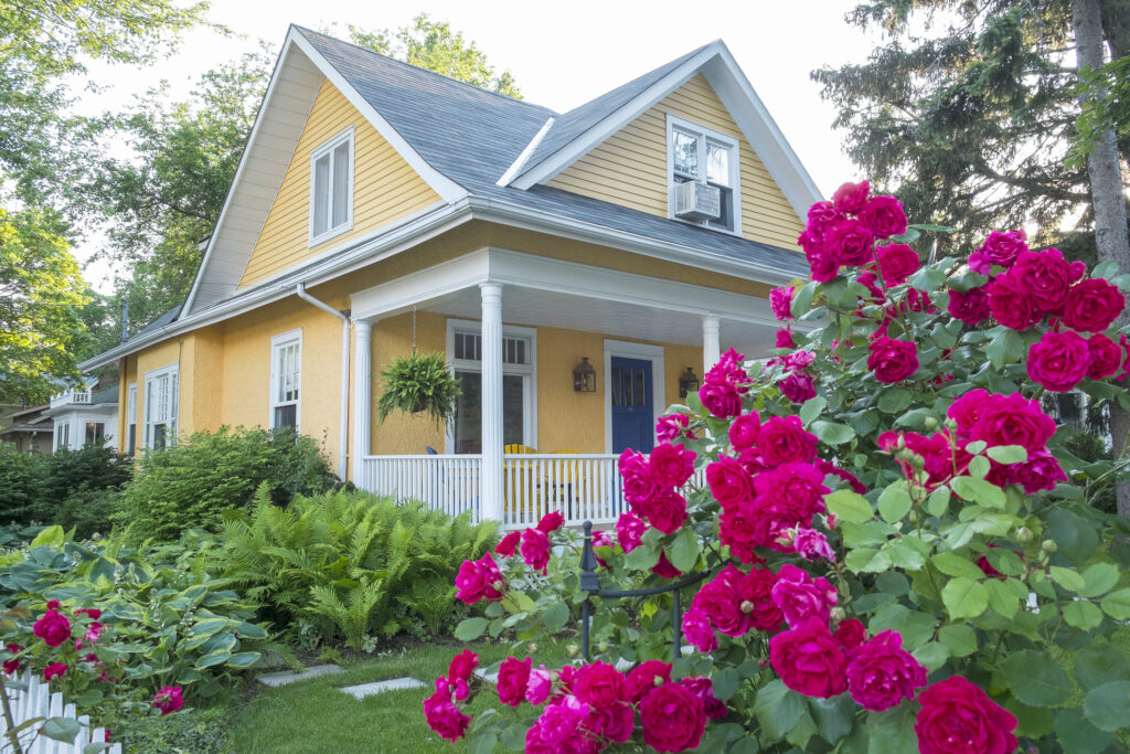 Pink Rose Bush in Front of a Beautiful Yellow House.