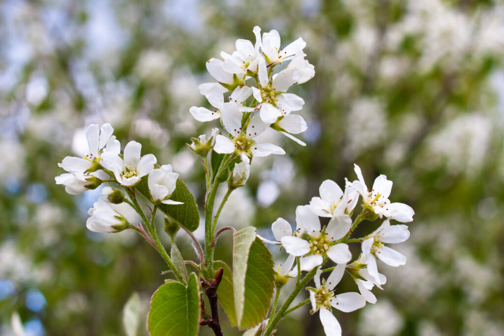 Flowers of a serviceberry tree