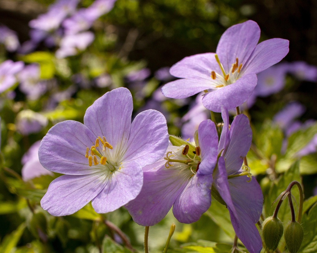 Close-up of purple wild geranium blossoms in a woodland in the spring.