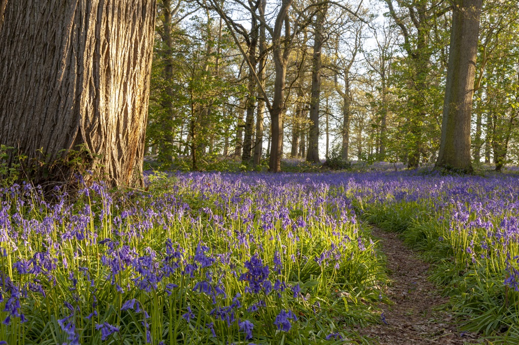 Amazing bluebell forest with path in spring time. English nature woodland at sunrise.