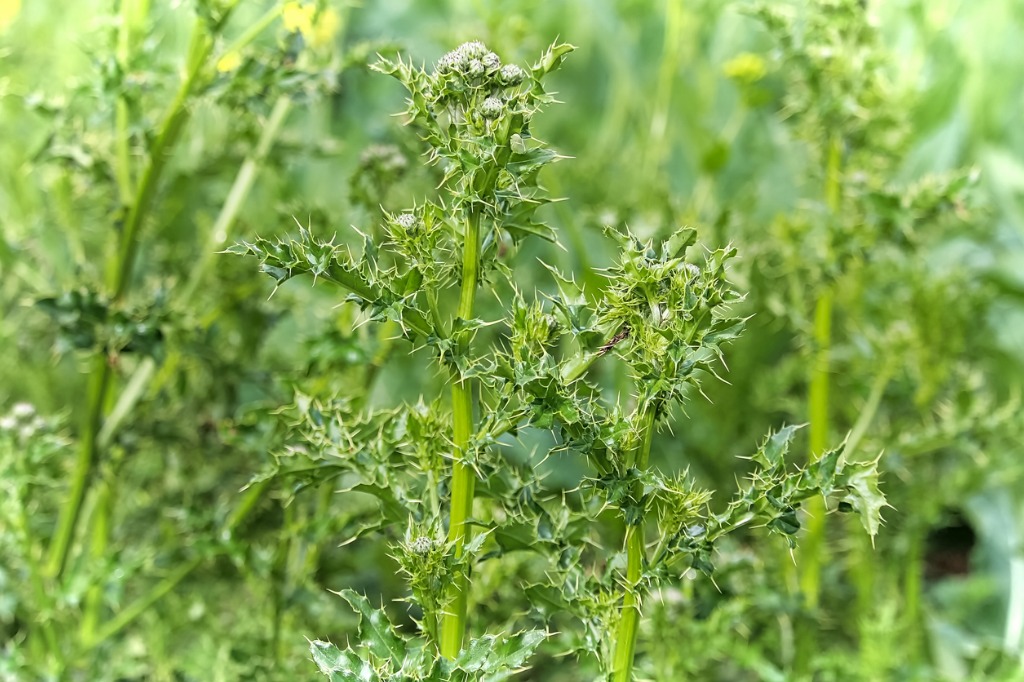 Closeup of the stems and leaves of Canada Thistle