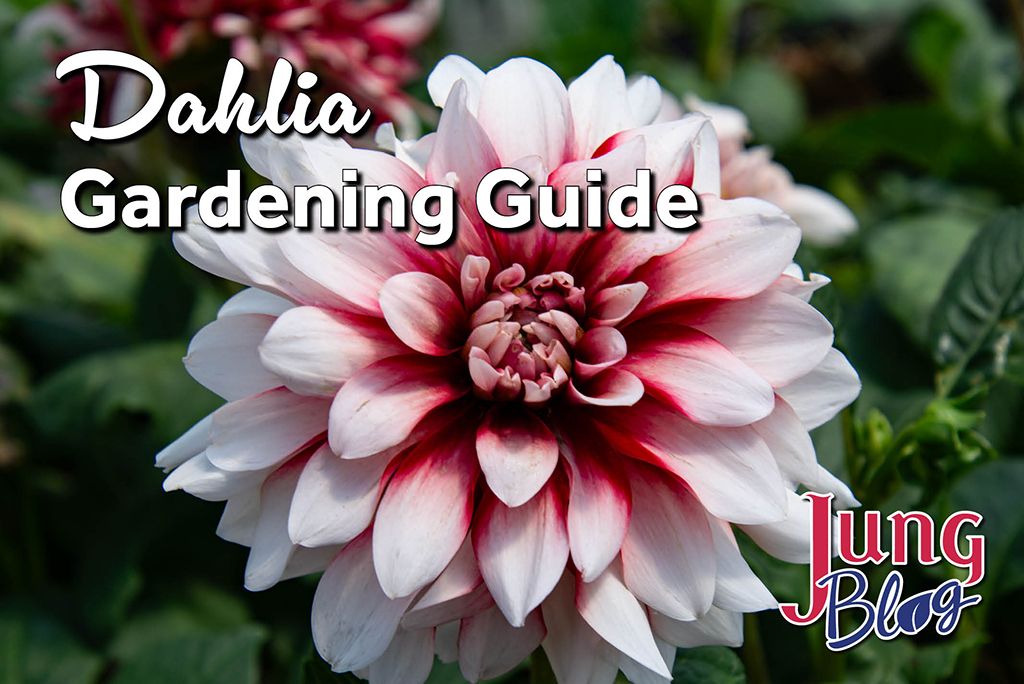 Dahlia Gardening Guide Blog Image