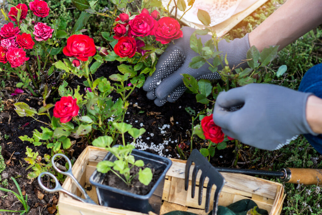 Woman hand in protective gloves is fertilizing bushes of red roses in the rockery, worker cares about flowers in the flower garden