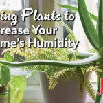 Using Plants to Increase Your Home's Humidity