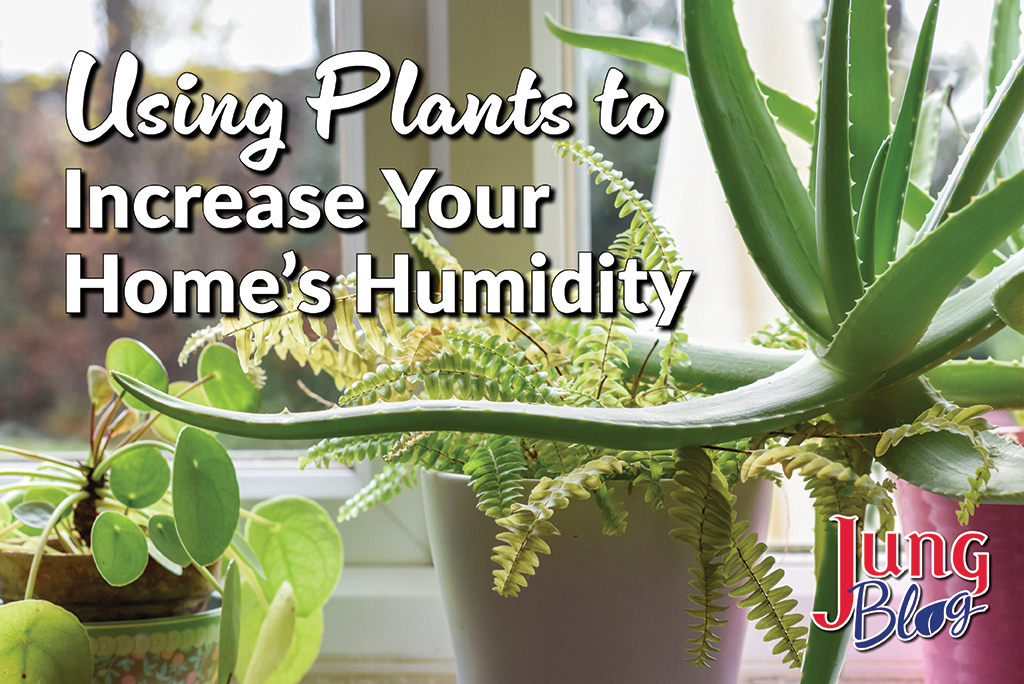 Using Plants to Increase Your Home's Humidity