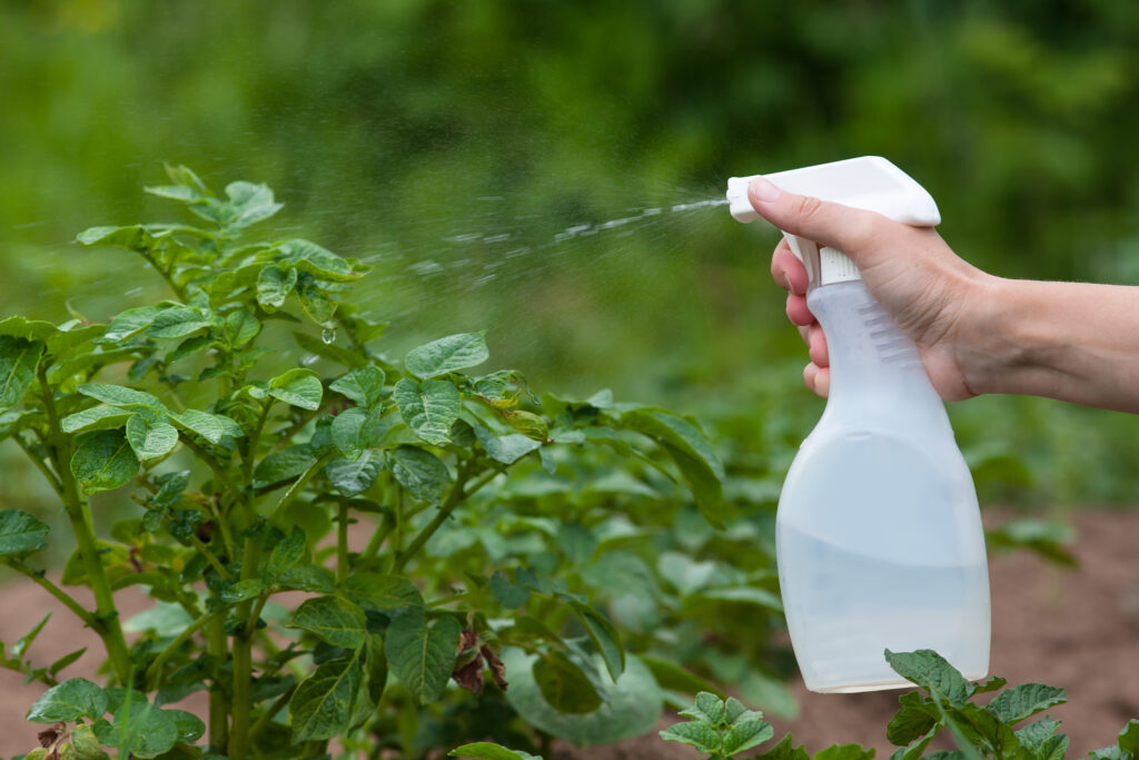 hand spraying leaves of potatoes against pests in the garden