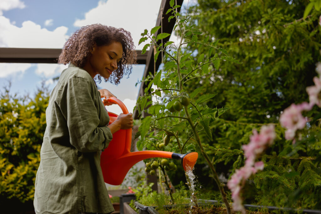 Female farmer is watering tomatoes in vegetables farm