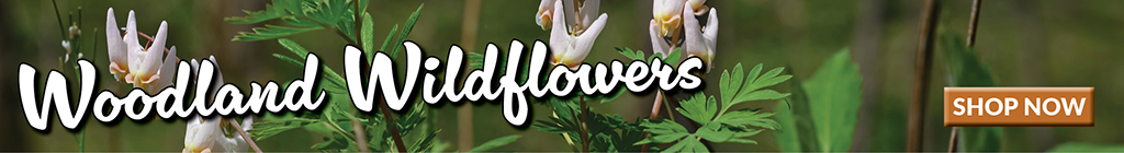 Wildflowers Blog Ad