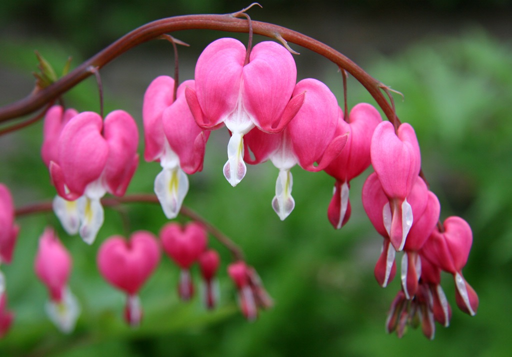 Dicentra Spectabilis, also known as Bleeding Heart flowers