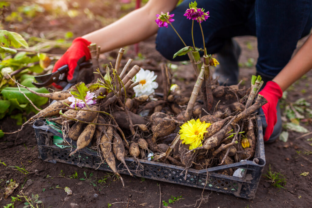 Gardener dug up cut back plants to prepare dahlia bulbs for overwintering.