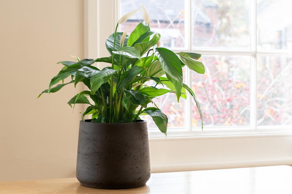 Peace lily plant in a bright home next to a window, in a beautifully designed interior.