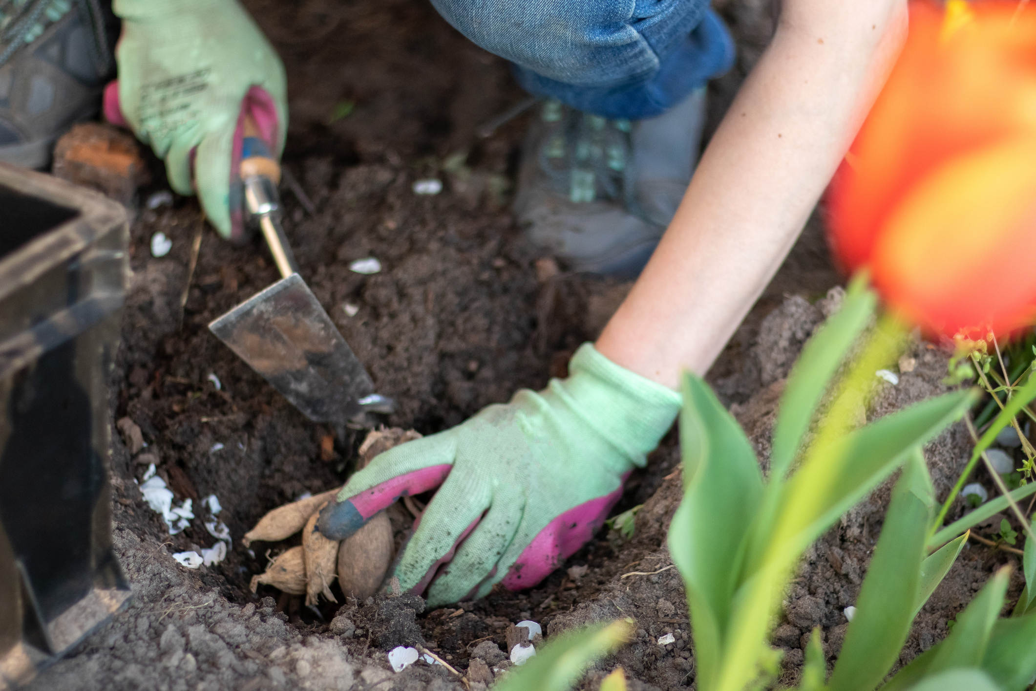 Planting a dahlia tuber in a spring flower garden. Working with plants in the garden. Gardening with flower tubers. Good roots of a dahlia plant. Hands of a gardener woman in a garden in gloves.