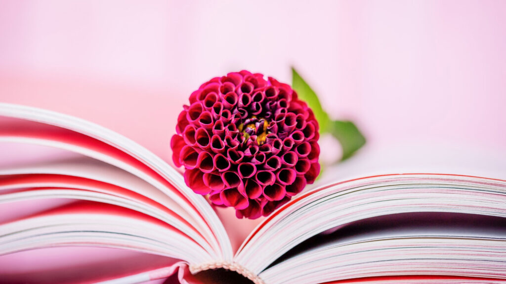 Burgundy dahlia flower and open book on a light pink panorama background