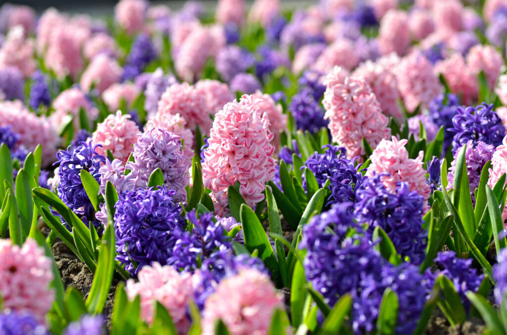 Flowerbed with colorful hyacinths