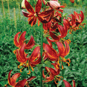 Lilium Arabian Knight