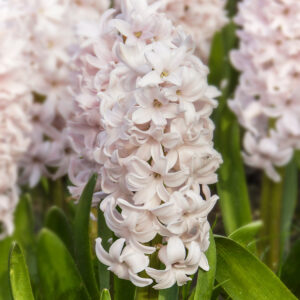 Hyacinthus China Pink