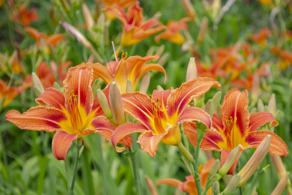 Flowers of a daylily of brown-yellow on a bed in the summer.