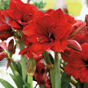 Amaryllis Double Dragon