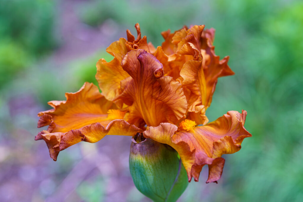 Vibrant Orange Iris in Bloom