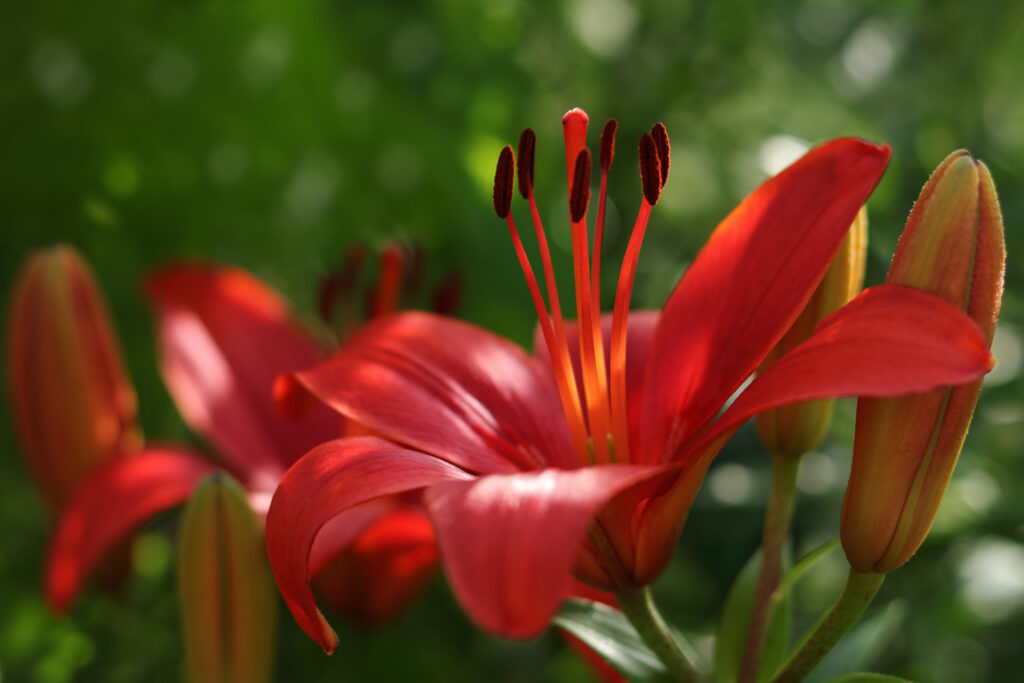 Beautiful Lily flower on green leaves background.