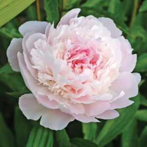 Paeonia Pecher