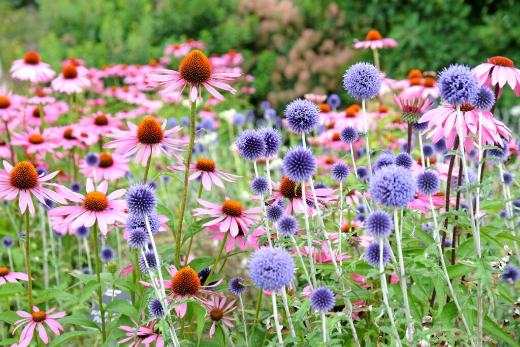 Blue Echinops globe thistle, Echinacea 'Pink Parasol' and Echinacea pallida 'pale purple' coneflowers in bloom.