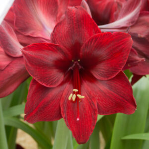 Hippeastrum Red Pearl