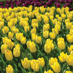 Tulipa Sunny Prince