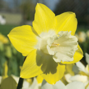 Narcissus Teal Daffodil