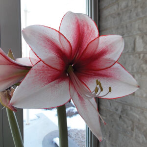 Temptation Amaryllis