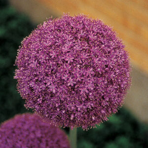 The Giant Allium