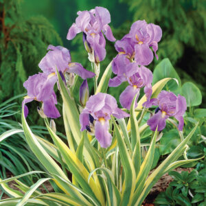 Iris pallida Variegata