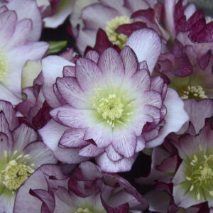 Wedding Party Blushing Bridesmaid