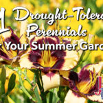 11 Drought-Tolerant Perennials for Your Summer Garden