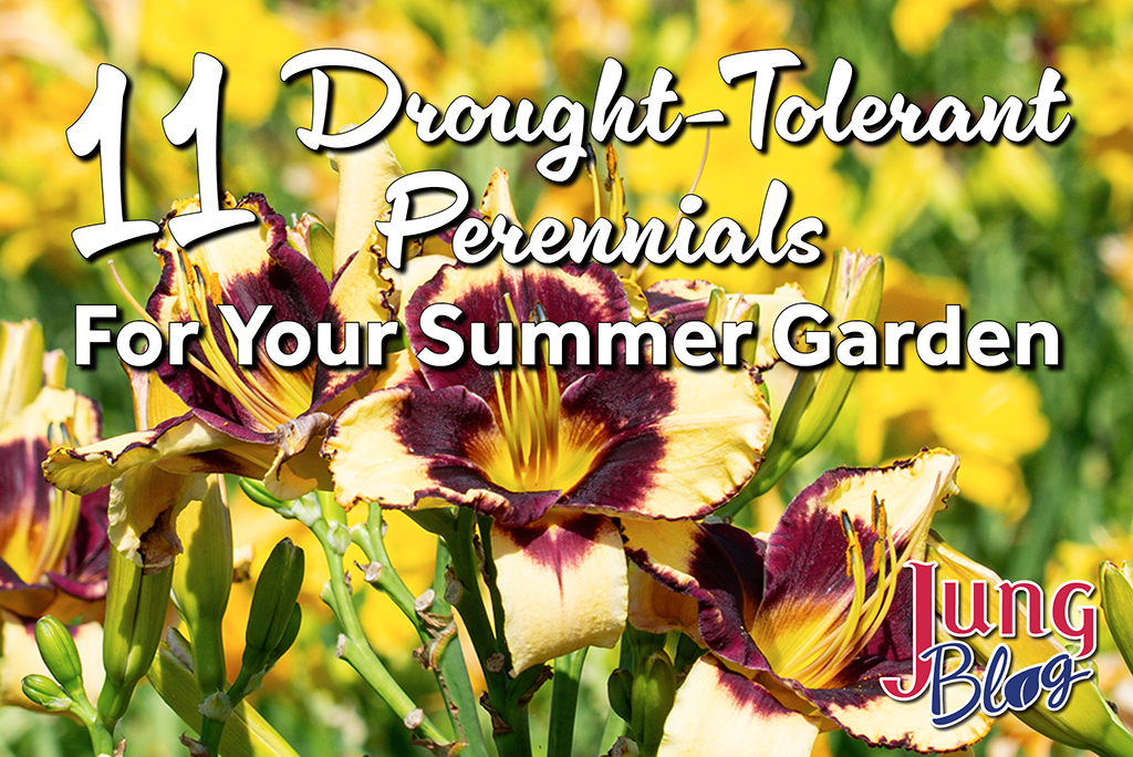 11 Drought-Tolerant Perennials For Your Summer Garden