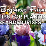 5 Beginner-Friendly Tips for Planting Bearded Irises