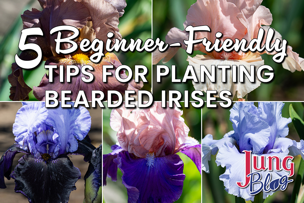 5 Beginner-Friendly Tips for Planting Bearded Irises