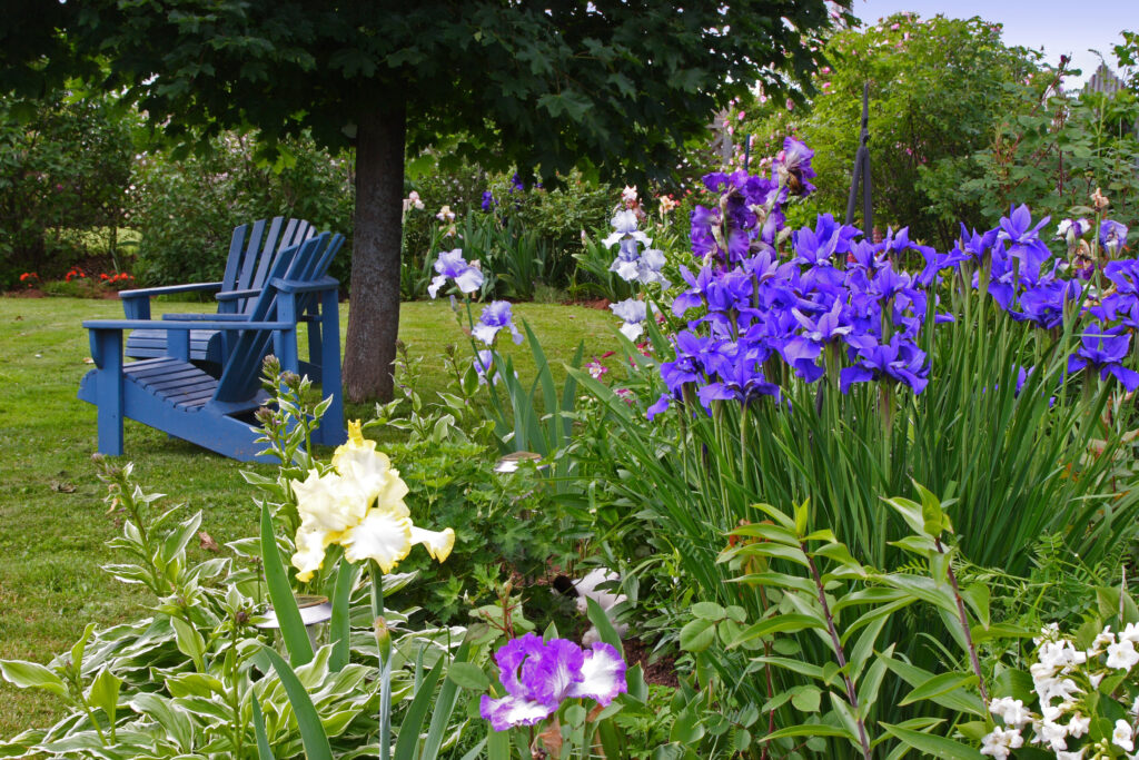 A backyard garden of iris bordering a lawn.