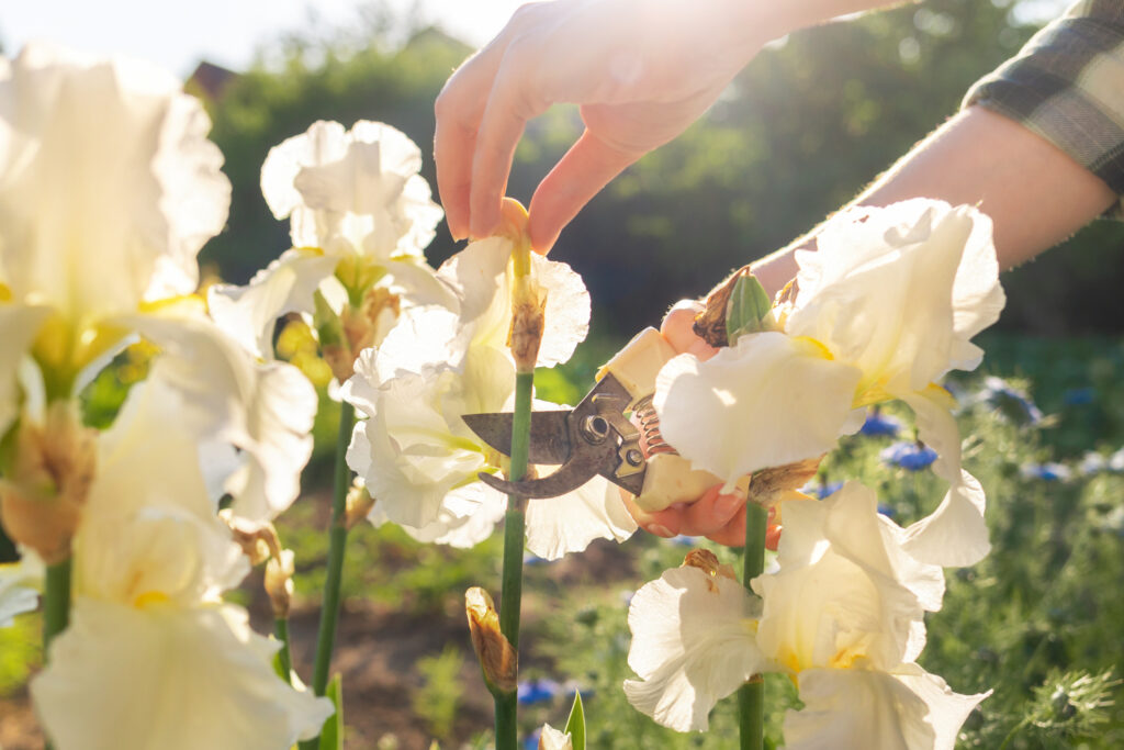 A female hands cuts off the dried flowers on the iris bushes with a secateur. Sunlight. Close up. The concept of summer gardening